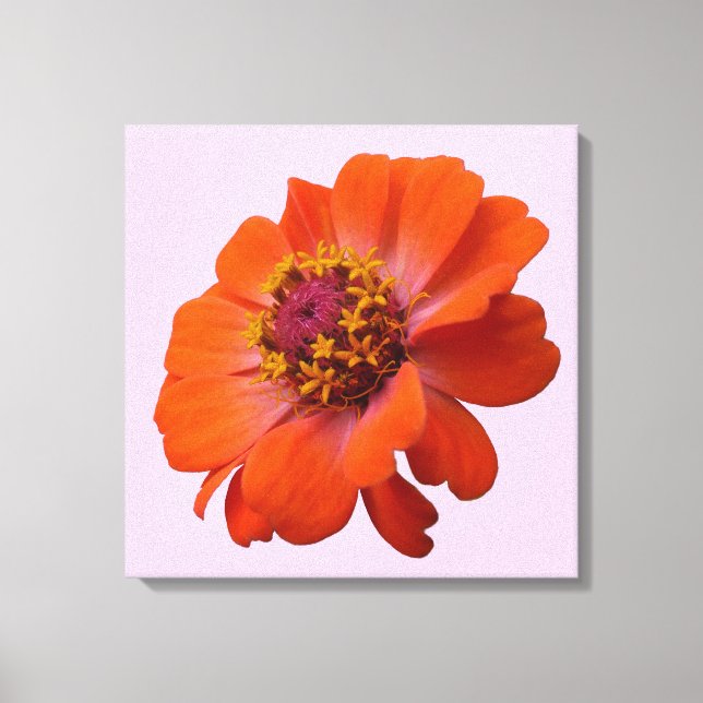 Toile Orange Zinnia Fleur sauvage Nature Florale (Recto)