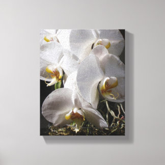 Toile Orchidées blanches