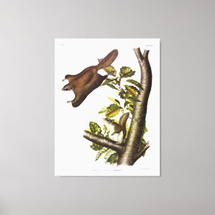 Toile Oregon (Humboldt's) Écureuil volant par Audubon