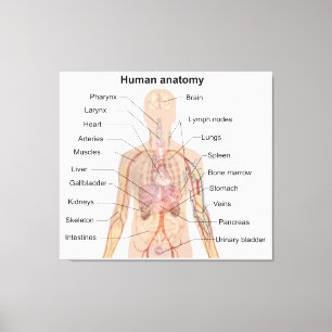 Toile Organes internes Anatomie du corps humain