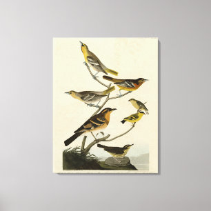 Toile Orioles, Thrushes, des oiseaux d'Amérique d'Audubo