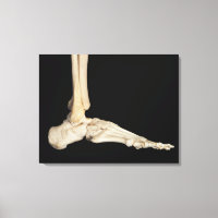 Os du pied