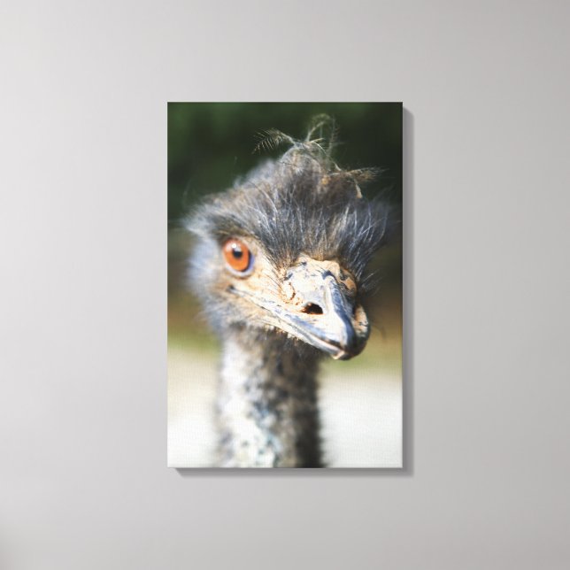 Toile Ostrich (Recto)