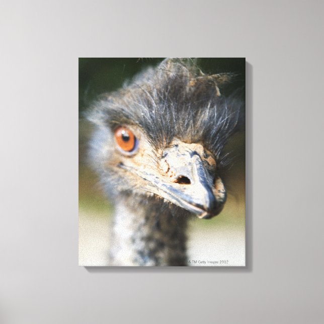 Toile Ostrich (Recto)