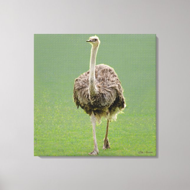 Toile Ostrich (Recto)