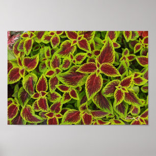 Toile ou affiche Arrière - plan de Coleus rouge et
