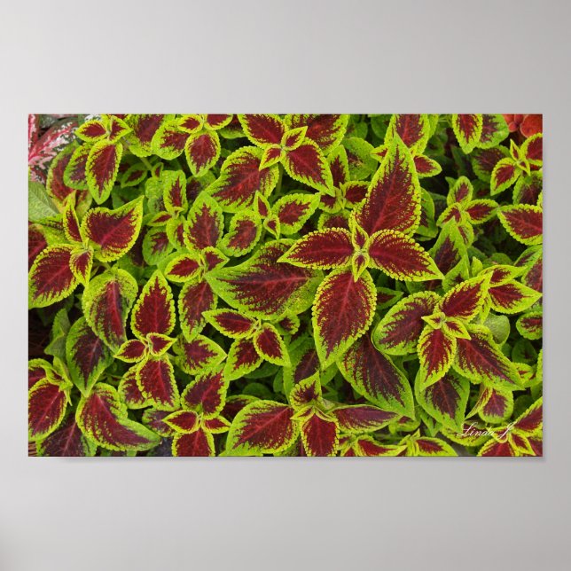Toile ou affiche Arrière - plan de Coleus rouge et (Devant)