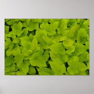 Toile ou affiche Arrière - plan de texture verte