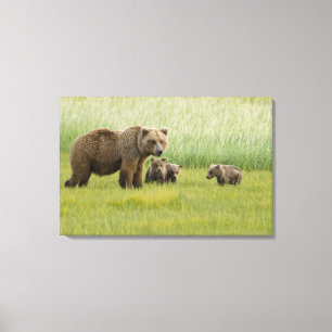 Toile Ours brun d'Alaska femelle et trois oursons, Ursus