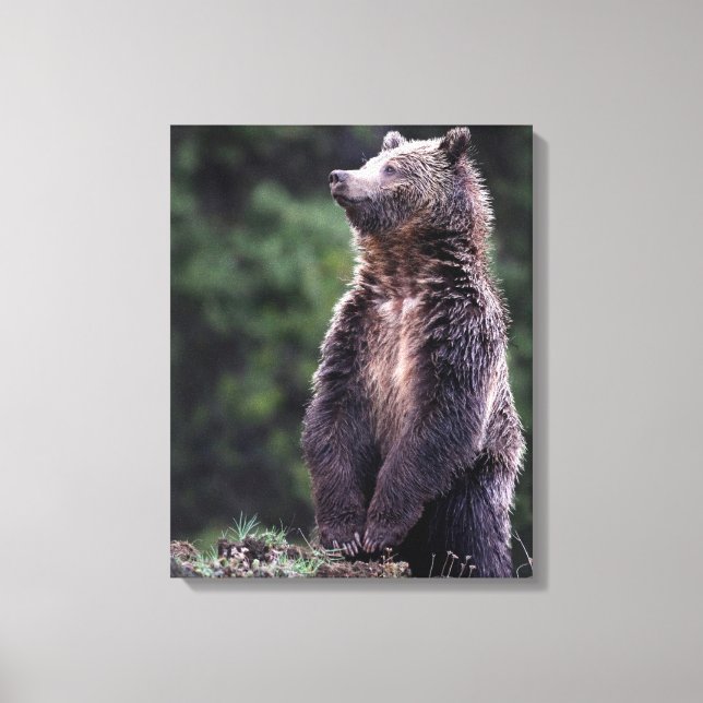 Toile Ours Grizzli debout (Recto)