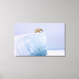 Toile ours polaire, Ursus maritimus