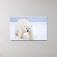 ours polaire, Ursus maritimus, sur glace et neige,