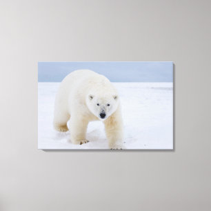 Toile ours polaire, Ursus maritimus, sur glace et neige,