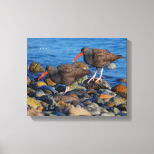 Toile Oystercatcher noir Voir, Oystercatcher noir Do