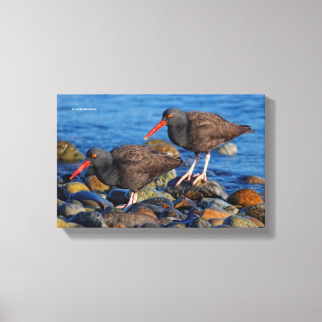 Toile Oystercatcher noir Voir, Oystercatcher noir Do (Recto)