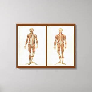 Toile Pages vintages de livre d'anatomie