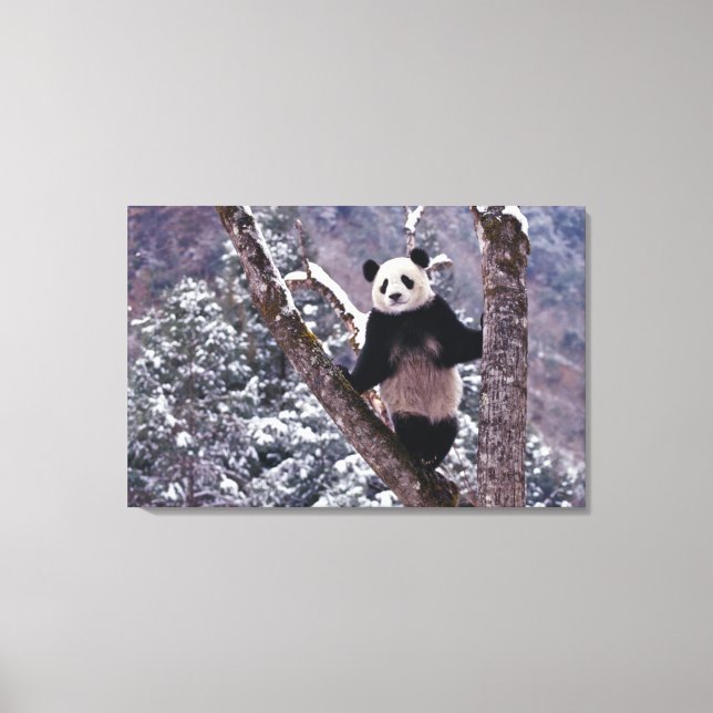 Toile Panda géant debout sur l'arbre, Wolong, Sichuan, (Recto)