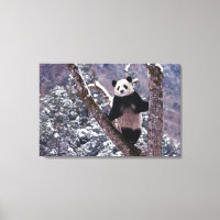Panda géant debout sur un arbre, Wolong, Sichuan,