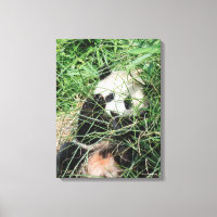 Panda Géant Se Cache Dans L'Herbe