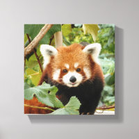 Panda rouge