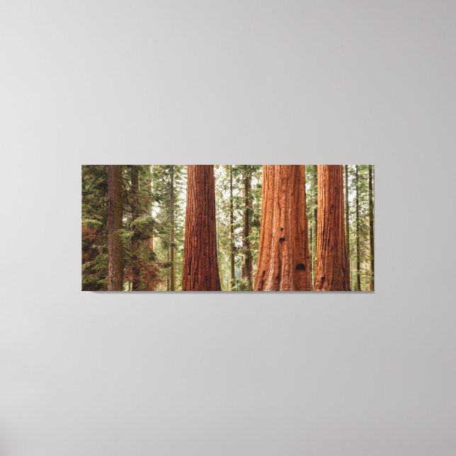 Toile Panorama géant Sequoia (Recto)