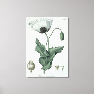 Toile Papaver somniferum de "Phytographie Medicale" par