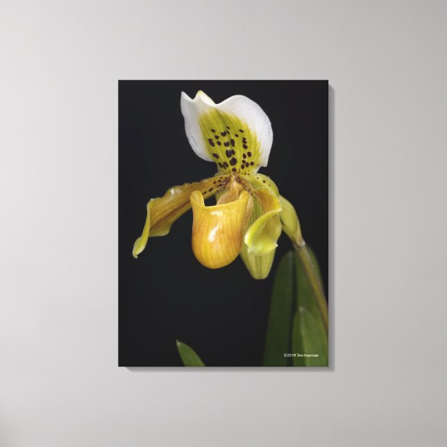 Toile Paphiopedilum Exul (Recto)