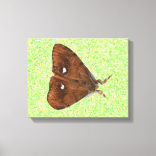Toile Papier Vapourer Moth