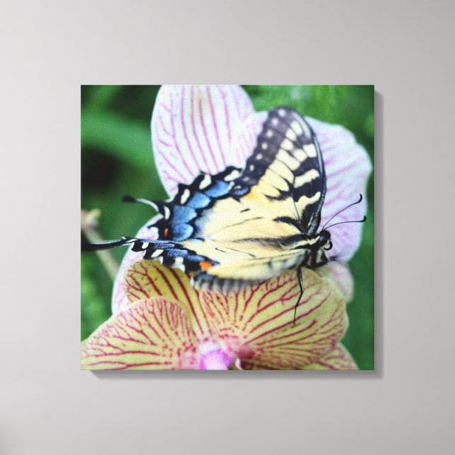 Toile Papillon (Recto)