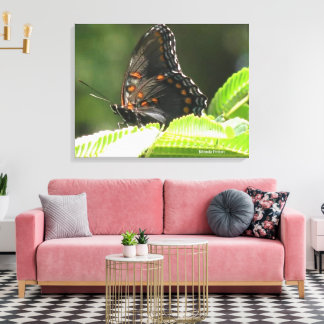Toile papillon