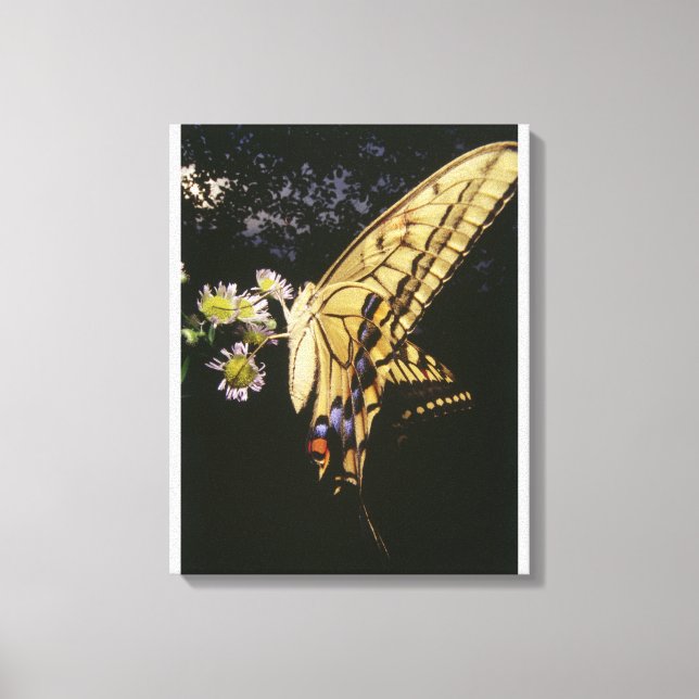 Toile Papillon à queue épaisse sur la fleur, gros plan (Recto)