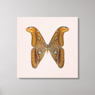 Toile Papillon Atlas