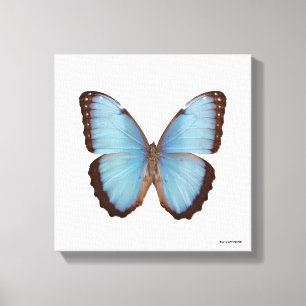 Toile Papillon bleu de Morpho