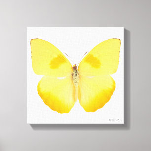 Toile Papillon commun de jaune d'herbe
