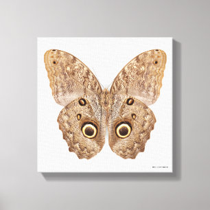 Toile Papillon de hibou