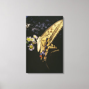 Toile Papillon de machaon sur la fleur, fin