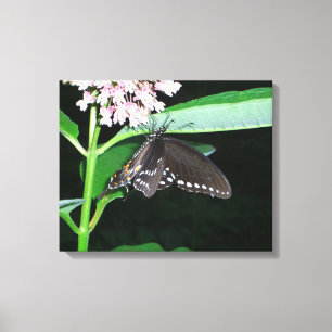 Toile Papillon de nuit noir Swallowtail à Shenandoah