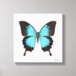 Toile Papillon d'Ulysse