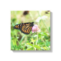 Papillon Monarque
