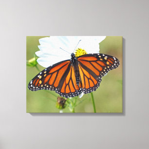 Toile Papillon Monarque sur Cosmos