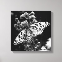 Papillon noir et blanc