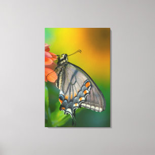 Toile Papillon Papilio glaucus