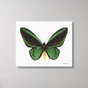 Toile Papillon vert de Birdwing