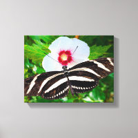 Papillon zébrée sur un Hibiscus Red Heart