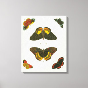 Toile Papillons lumineux par Pieter Cramer