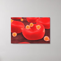 Parasites du paludisme dans les cellules de sang r