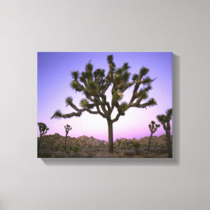 TOILE PARC NATIONAL DE JOSHUA TREE, CALIFORNIE. USA.