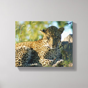 Toile pardus de repos Kruger de panthera de léopard