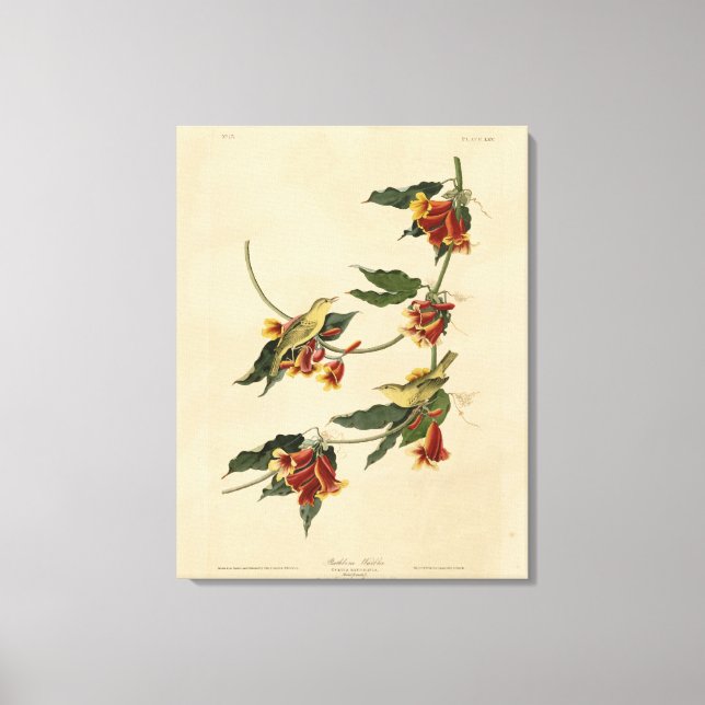 Toile Paruline à rathbone (jaune) Audubon Birds of Ameri (Recto)