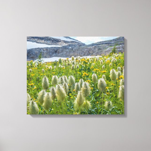 Toile Pasqueflower occidental | Monts East Kootenay (Recto)